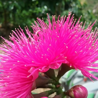 gorgeous flower from a tree in one of our farms